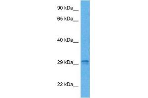 Host:  Mouse  Target Name:  STC1  Sample Tissue:  Mouse Pancreas  Antibody Dilution:  1ug/ml (Stanniocalcin 1 antibody  (C-Term))