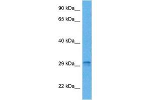 Host:  Mouse  Target Name:  STC1  Sample Tissue:  Mouse Pancreas  Antibody Dilution:  1ug/ml