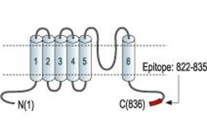 Representative domain view of the target of ABIN7043820.