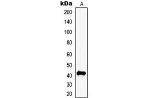 Western blot analysis of MAGEC2 expression in NIH3T3 (A) whole cell lysates. (MAGEC2 antibody  (Center))