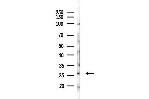 Western blot analysis of lysates from Mouse testis, using CRISP2 Antibody at 1/1000 dilution.
