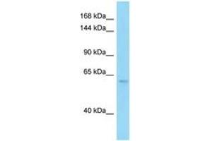 PDE6B antibody  (AA 372-421)