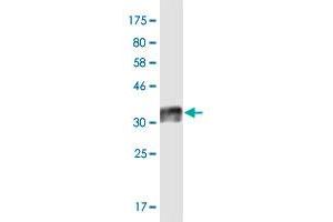 Western Blotting (WB) image for anti-Tumor Necrosis Factor Receptor Superfamily, Member 17 (TNFRSF17) (AA 5-50) antibody (ABIN2752550)