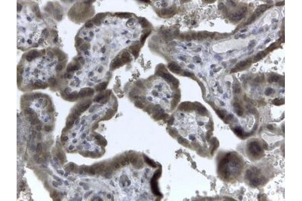 EVC2 antibody  (C-Term)