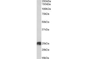 Western Blotting (WB) image for anti-ATP Synthase, H+ Transporting, Mitochondrial Fo Complex, Subunit B1 (ATP5F1) (AA 142-153) antibody (ABIN2613392)