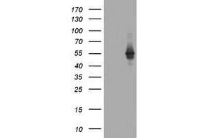 Image no. 3 for anti-TAP Binding Protein-Like (TAPBPL) antibody (ABIN1501301) (TAPBPL antibody)