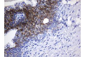 Image no. 1 for anti-N-Acetylneuraminic Acid Phosphatase (NANP) antibody (ABIN1499639) (NANP antibody)