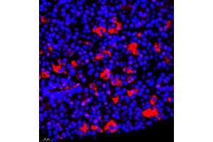 Immunofluorescence of paraffin embedded mouse hypophysis using TSH (ABIN7075906) at dilution of 1:400 (400x lens) (TSHB antibody)