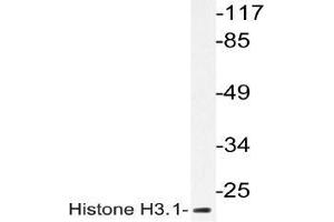 Western blot analysis of Histone H3. (Histone H3.1 antibody)