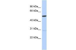 WB Suggested Anti-ZNF529 Antibody Titration:  0. (ZNF529 antibody  (N-Term))