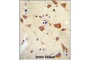 OR2Z1 antibody (N-term) (ABIN655017 and ABIN2844649) immunohistochemistry analysis in formalin fixed and paraffin embedded human brain tissue followed by peroxidase conjugation of the secondary antibody and DAB staining. (OR2Z1 antibody  (N-Term))