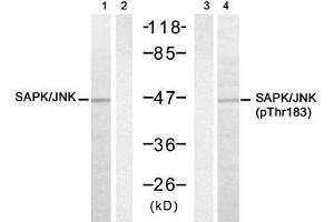 Western blot analysis of extracts from 293 cell using SAPK/JNK (Ab-183) Antibody (E021241, Lane 1, 2) and SAPK/JNK (phospho-Thr183) antibody (E011249, Lane3, 4). (SAPK, JNK (pThr183) antibody)