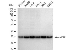 Western blotting analysis using eIF1A antibody (ABIN7798503).