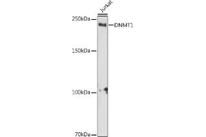 Western blot analysis of extracts of Jurkat cells, using DNMT1 antibody (ABIN7266812) at 1:1000 dilution. (DNMT1 antibody)