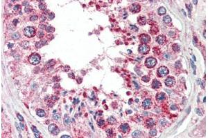 Human Testis (formalin-fixed, paraffin-embedded) stained with COX4I1 antibody ABIN461950 at 2. (COX IV antibody  (AA 154-166))