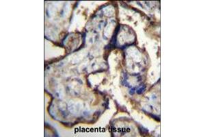 ITGA5 Antibody immunohistochemistry analysis in formalin fixed and paraffin embedded human placenta tissue followed by peroxidase conjugation of the secondary antibody and DAB staining.