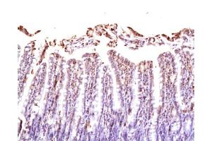 Formalin-fixed and paraffin embedded rat small intestine labeled Anti-NRP1/CD304 Polyclonal Antibody, Unconjugated  at 1:200, followed by conjugation to the secondary antibody and DAB staining (Neuropilin 1 antibody  (AA 851-923))