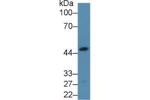 Western Blot; Sample: Mouse Heart lysate; Primary Ab: 2µg/mL Rabbit Anti-Human ALDOA Antibody Second Ab: 0. (ALDOA antibody  (AA 18-273))