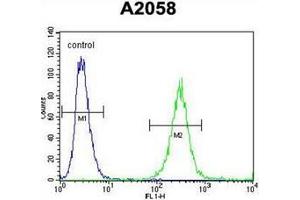 Flow cytometric analysis of A2058 cells using GAB4 Antibody (N-term) Cat.