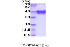 SDS-PAGE (SDS) image for Tumor Necrosis Factor Receptor Superfamily, Member 12A (TNFRSF12A) (AA 28-80) protein (hIgG-His-tag) (ABIN5854938) (TNFRSF12A Protein (AA 28-80) (hIgG-His-tag))