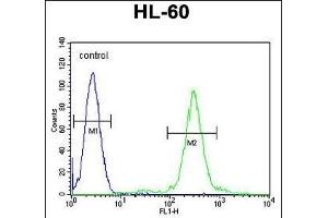 ELMD2 Antibody (C-term) (ABIN655927 and ABIN2845321) flow cytometric analysis of HL-60 cells (right histogram) compared to a negative control cell (left histogram).