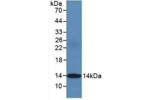 Detection of Recombinant CYCS, Human using Monoclonal Antibody to Cytochrome C (CYCS) (Cytochrome C antibody  (AA 5-100))