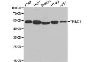 Western blot analysis of extracts of various cell lines, using TRIM21 antibody (ABIN5971013) at 1/1000 dilution. (TRIM21 antibody)