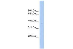ST6GALNAC6 antibody  (AA 51-100)
