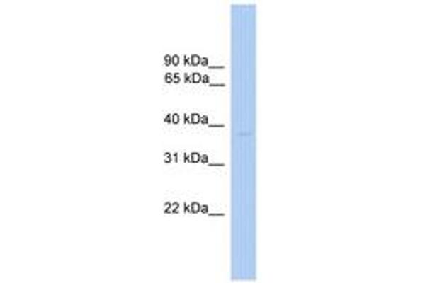 ST6GALNAC6 antibody  (AA 51-100)