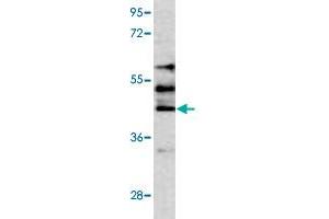 Western blot analysis of HepG2 cell lysate (35 ug/lane) with STK24 polyclonal antibody . (STK24 antibody  (C-Term))