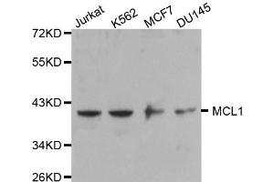Western blot analysis of extracts of various cell lines, using MCL1 antibody (ABIN5970164). (MCL-1 antibody)