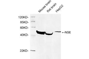 Western blot analysis of cell and tissue lysates using 1 µg/mL Rabbit Anti-NSE Polyclonal Antibody (ABIN398879) The signal was developed with IRDyeTM 800 Conjugated Goat Anti-Rabbit IgG. (ENO2/NSE antibody  (N-Term))