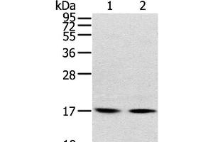 Western Blot analysis of Human normal liver tissue and hepg2 cell using RPLP1 Polyclonal Antibody at dilution of 1:400 (RPLP1 antibody)