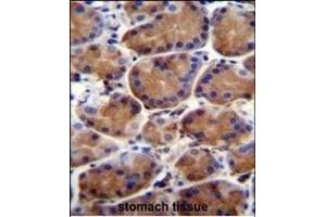 LRWD1 Antibody (N-term) (ABIN655752 and ABIN2845196) immunohistochemistry analysis in formalin fixed and paraffin embedded human stomach tissue followed by peroxidase conjugation of the secondary antibody and DAB staining. (LRWD1 antibody  (N-Term))