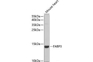 Western blot analysis of extracts of Mouse heart using FABP3 Polyclonal Antibody at dilution of 1:1000. (FABP3 antibody)