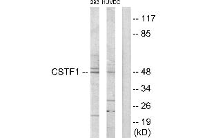 Western blot analysis of extracts from 293 cells and HUVEC cells, using CSTF1 antibody. (CSTF1 antibody)