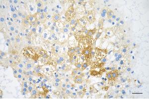 Immunohistochemistry was performed on paraffin-embedded mouse liver using IGF2BP2 antibody (ABIN7799051), 1:200). (Recombinant IGF2BP2 antibody)