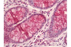 Human Colon: Formalin-Fixed, Paraffin-Embedded (FFPE) (SMOC1 antibody  (AA 284-313))
