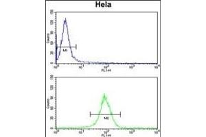 NAT13 Antibody (C-term) (ABIN651251 and ABIN2840154) flow cytometry analysis of Hela cells (bottom histogram) compared to a negative control cell (top histogram). (NAA50 antibody  (C-Term))