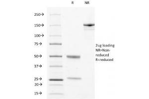 SDS-PAGE Analysis of Purified, BSA-Free LAMP3 Antibody (clone LAMP3/529). (LAMP3 antibody)