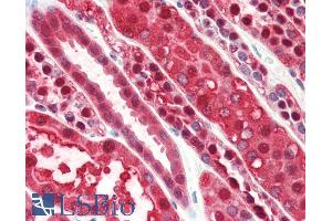 ABIN185729 (5µg/ml) staining of paraffin embedded Human Kidney. (PEBP1 antibody  (Internal Region))