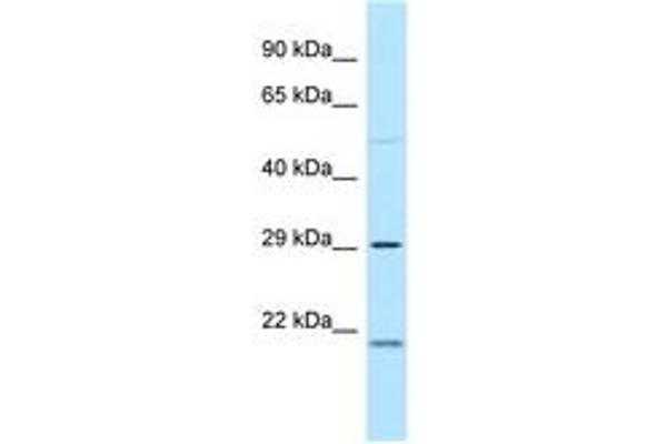 MPZL3 antibody  (C-Term)