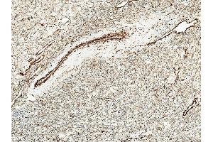 Immunohistochemistry analysis using Rabbit Anti-Kir4. (KCNJ10 antibody  (APC))