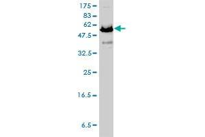 NAE1 antibody  (AA 1-534)