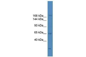 WB Suggested Anti-SCAPER Antibody Titration:  0. (SCAPER antibody  (N-Term))