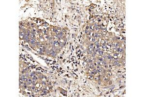 IHC analysis of Gephyrin/GPHN using anti-Gephyrin/GPHN antibody (ABIN7600086).