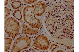 IHC image of ABIN7155407 diluted at 1:300 and staining in paraffin-embedded human kidney tissue performed on a Leica BondTM system. (Histone 2b (HIST1H2BL) (AA 2-126) antibody)