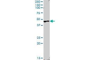 ANGPTL4 MaxPab rabbit polyclonal antibody. (ANGPTL4 antibody  (AA 1-406))