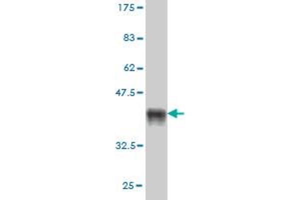 SIM2 antibody  (AA 426-526)