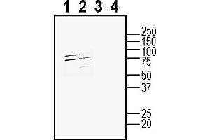 Western blot analysis of mouse J774 macrophage cell line lysate (lanes 1 and 3) and mouse  microglia cell line lysate (lanes 2 and 4): 1-2.